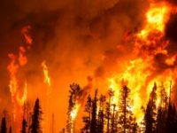 forest-fire forest-fire